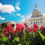 capital-flowers-sm capitol building in the spring in DC