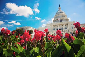 capitol building in the spring in DC