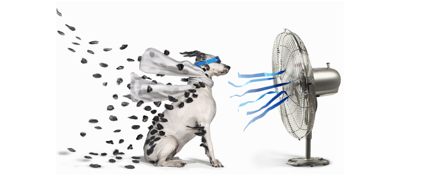 Beat the Heat CD Dalmation in front of blowing fan