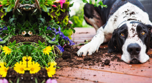 Great dane on deck with plants