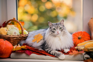 Cat sitting on window sill surrounding by fall pumpkins