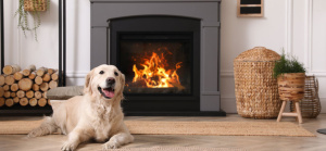 Golden Retriever sitting in front of fireplace in living room
