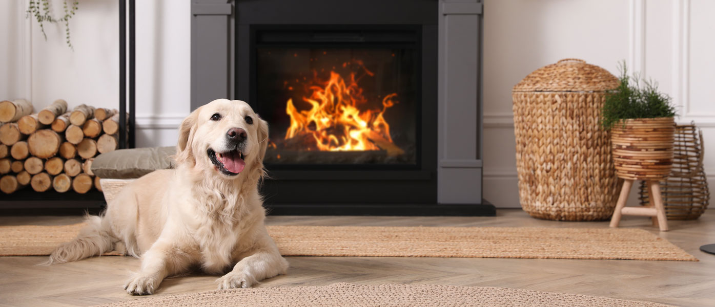 Golden Retriever sitting in front of fireplace in living room