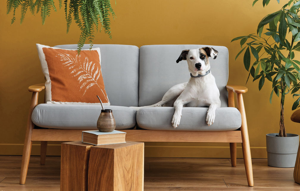 Dog sitting on couch with house plant in living room