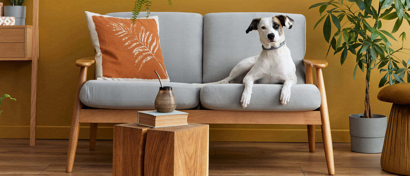 dog sitting on couch with house plant in living room