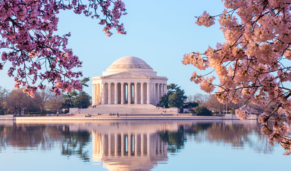 Jefferson Monument with Cherry Blossoms