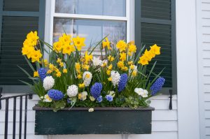 Spring yellow and blue flowers in flowerbox below window of house