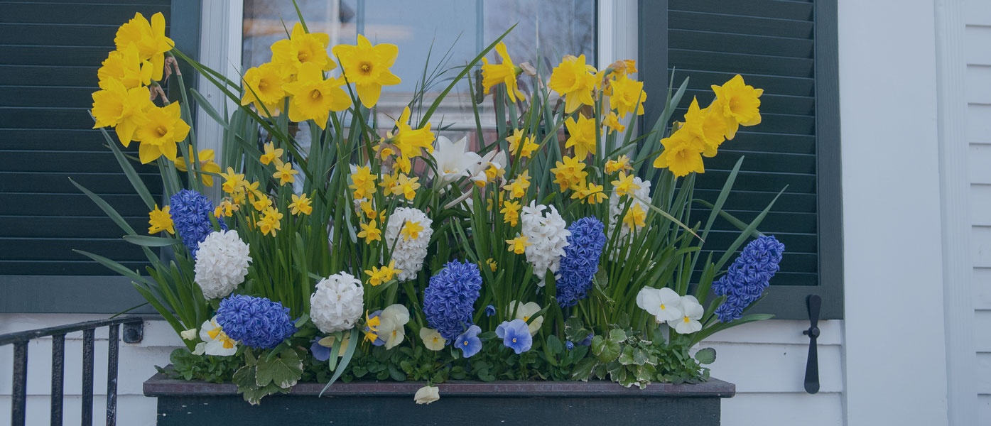 Springtime flower box outside of shuddered window